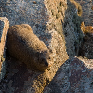 Hudad - Rock hyrax